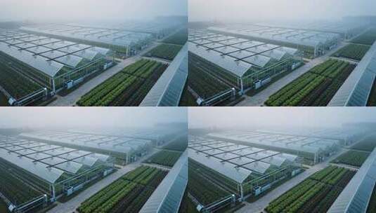 航拍现代农业大棚种植基地高清在线视频素材下载