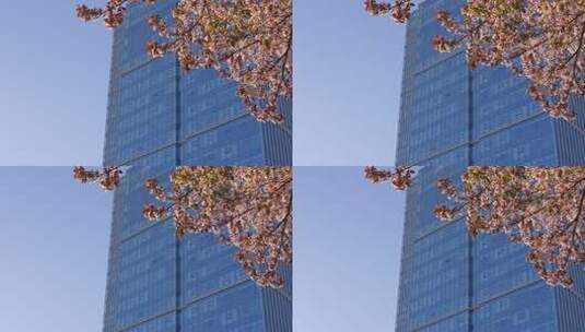 春天有樱花的商务写字楼玻璃幕墙高清在线视频素材下载