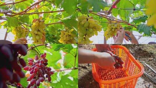 葡萄园采摘高清素材高清在线视频素材下载