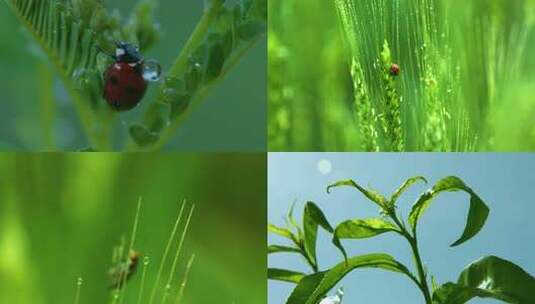 绿意盎然的植物特写高清在线视频素材下载