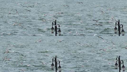 慢动作海鸥翱翔蓝色海面碧海蓝天海鸥飞翔高清在线视频素材下载