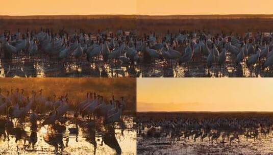 贵州毕节威宁草海朝霞日出黑颈鹤高清在线视频素材下载