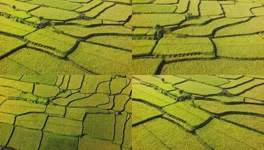 航拍整齐排列的金黄稻田高清在线视频素材下载