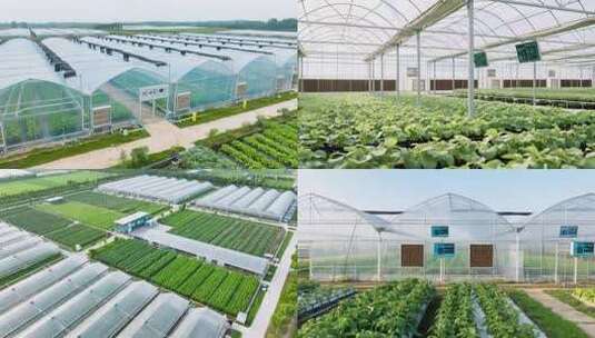 温室大棚内蔬菜种植场景高清在线视频素材下载