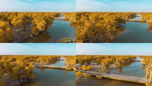 额济纳胡杨林小火车内蒙古风景秋天胡杨高清在线视频素材下载