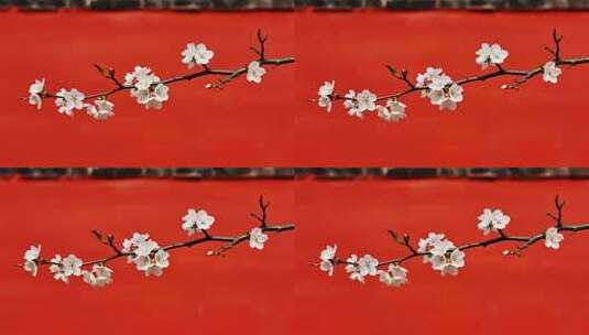 喜迎新年红墙白梅风意境视频高清在线视频素材下载