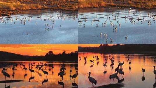 贵州毕节威宁草海朝霞日出黑颈鹤高清在线视频素材下载
