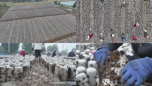 木耳种植基地采摘高清在线视频素材下载