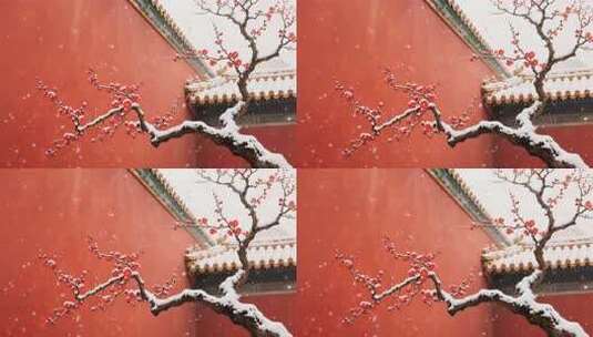 故宫红墙下雪中的梅花高清在线视频素材下载