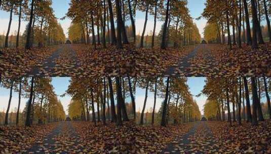 秋日林间铺满落叶的小路高清在线视频素材下载