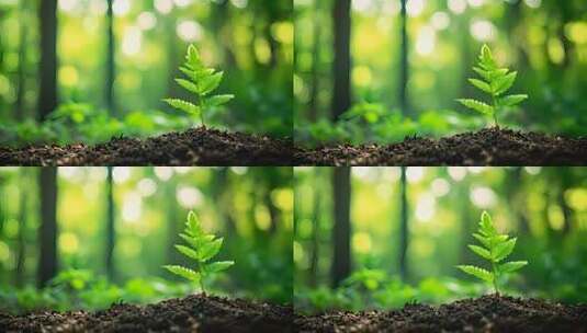 绿色希望的萌芽 植物生长高清在线视频素材下载