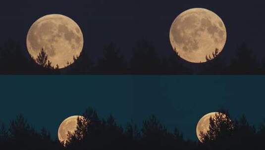 夜空下的满月与树木剪影高清在线视频素材下载