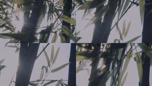院子里的竹子竹林竹影毛竹高清在线视频素材下载