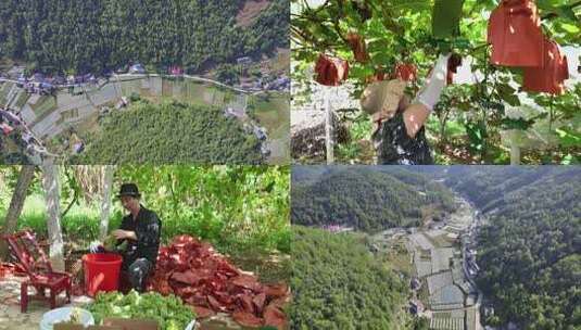 合集葡萄园新鲜葡萄水果果园果农丰收采摘高清在线视频素材下载