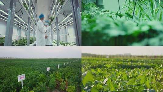 科研养殖农业高清在线视频素材下载