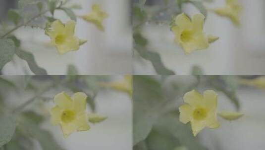 软枝黄蝉盛开水珠高清在线视频素材下载