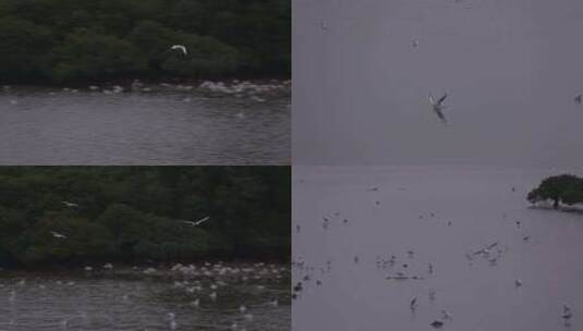 S候鸟降落至水面高清在线视频素材下载