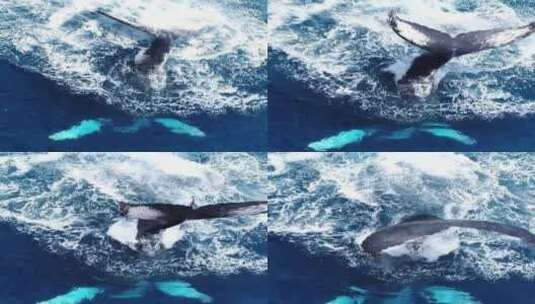 深海鲸鱼摆动尾巴高清在线视频素材下载