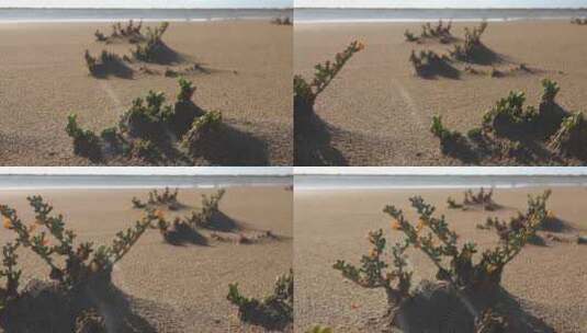 干旱荒漠地区的一种植物——合欢和四合欢高清在线视频素材下载