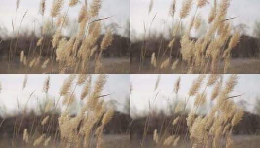 阳光下的麦穗 随风摇曳 升格高清在线视频素材下载