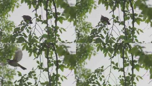 枝头上的小鸟高清在线视频素材下载
