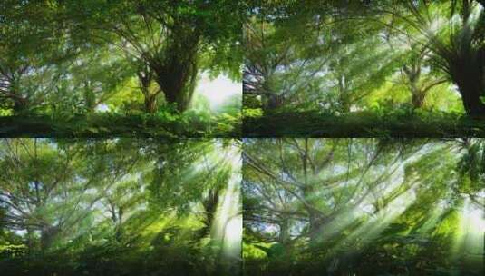 光线阳光穿过森林 树林 树荫 丁达尔效应高清在线视频素材下载