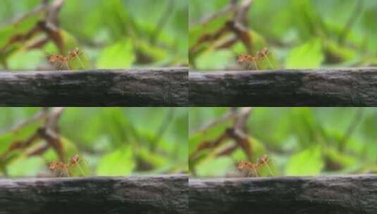 8K蚂蚁黄猄蚁自然空镜昆虫动物高清在线视频素材下载