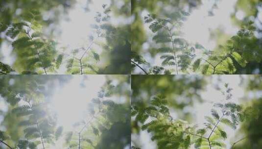 阳光透过树叶仰拍镜头高清在线视频素材下载