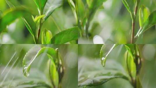 茶叶 茶树 特写 阳光 雨水8高清在线视频素材下载