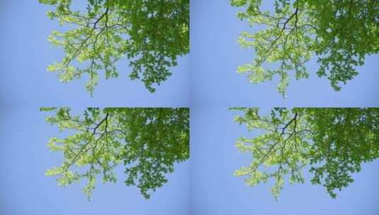 清新阳光蓝天绿叶绿树高清在线视频素材下载