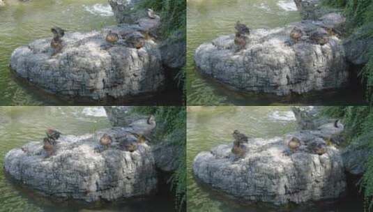 鸭子在岸边休息睡觉家禽养殖高清在线视频素材下载