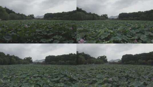 航拍Dlog素材雨后西湖荷花航拍原始Dlog高清在线视频素材下载