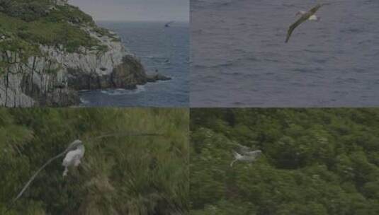 海雁 海鸥 海峡高清在线视频素材下载