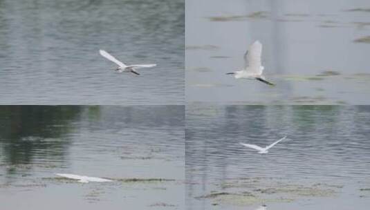 湿地的白鹭飞翔高清在线视频素材下载