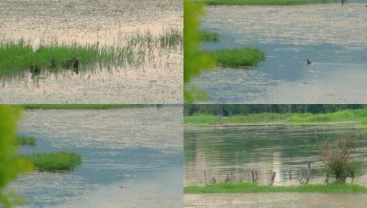 洱海边风景白鹭白鹤鸟类生态湖面水面水草高清在线视频素材下载