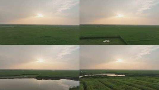 草原风光航拍鄱阳湖湿地公园风光阳光草地高清在线视频素材下载