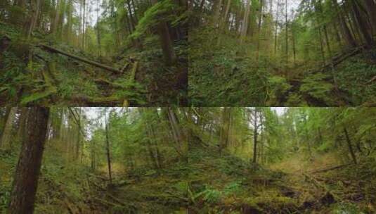 穿越机飞过原始森林高清在线视频素材下载