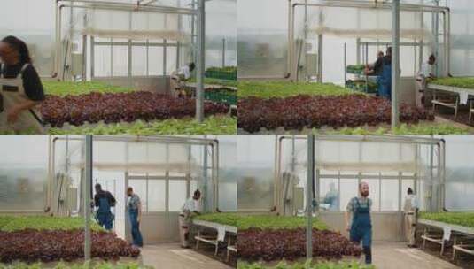 非裔美国农场工人将装有一箱箱莴苣的货架推出温室进行装载高清在线视频素材下载