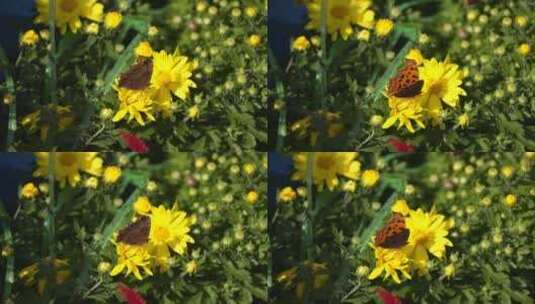 鲜花蝴蝶蜜蜂  昆虫高清在线视频素材下载