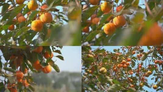 秋天成熟的柿子高清在线视频素材下载