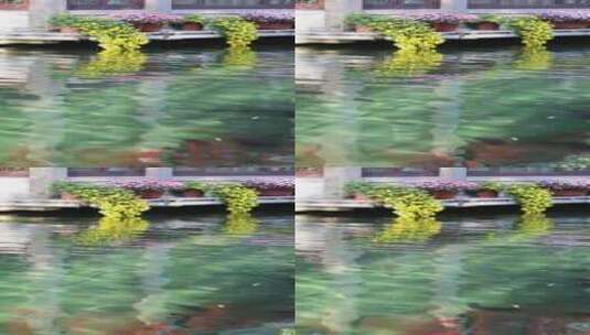 山东济南趵突泉建筑水面颜色秋菊花高清在线视频素材下载