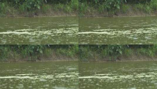 农村田野边池塘下雨水滴碧绿高清在线视频素材下载