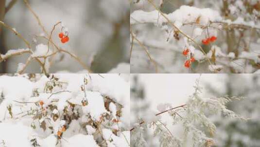 冬天雪花立冬高清在线视频素材下载