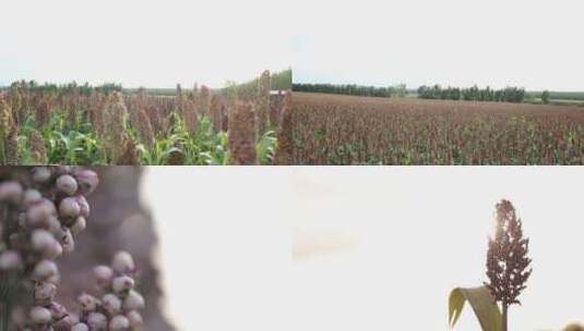 东北北大荒农业五谷杂粮红高粱成熟丰收生长高清在线视频素材下载
