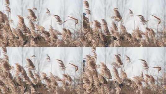 微风吹过摇曳的金色芦苇草高清在线视频素材下载