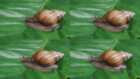叶子上的蜗牛治愈可爱动物高清在线视频素材下载