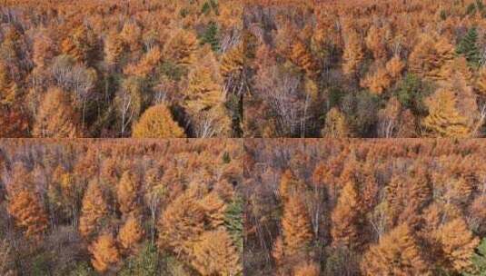 4K阿尔山秋天风景生态色彩森林自然保护区高清在线视频素材下载