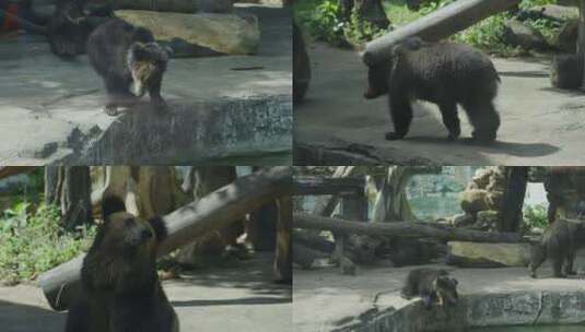 2023广州动物园游览棕熊灰熊黑熊高清在线视频素材下载