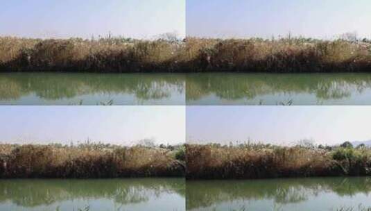 中国杭州西溪湿地秋雪庵芦花高清在线视频素材下载