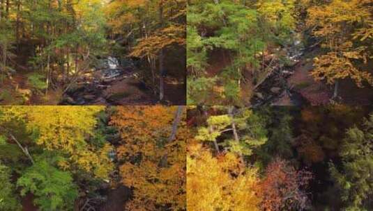秋林景色高清在线视频素材下载